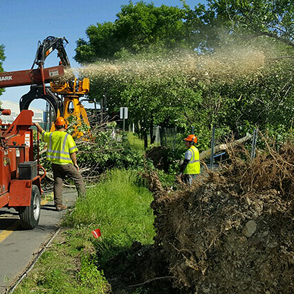 tree cutting_Cropped Jet Vac Workers